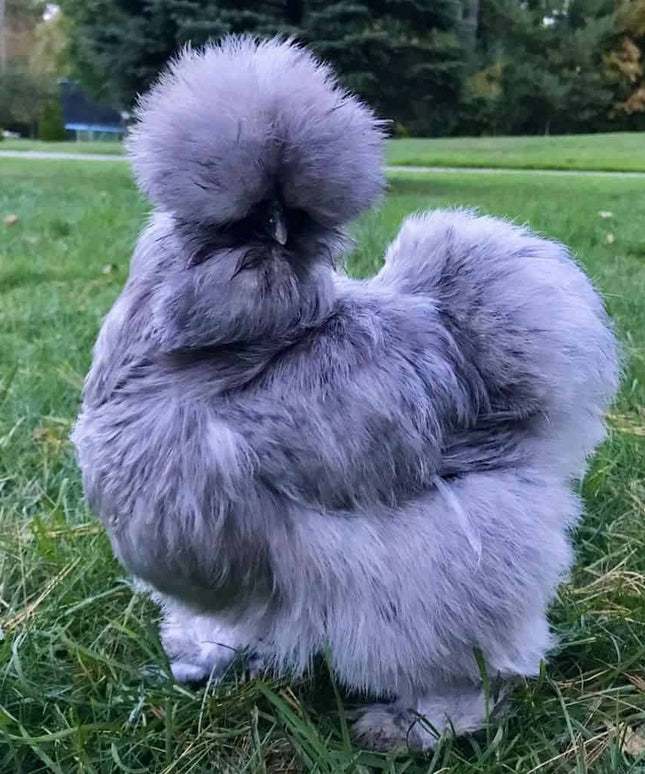Blue Silkie Bantams Chicks
