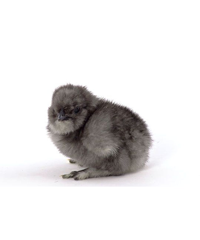 Blue Silkie Bantams Chicks