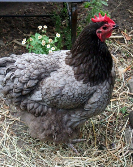 Blue Australorp Started Pullets
