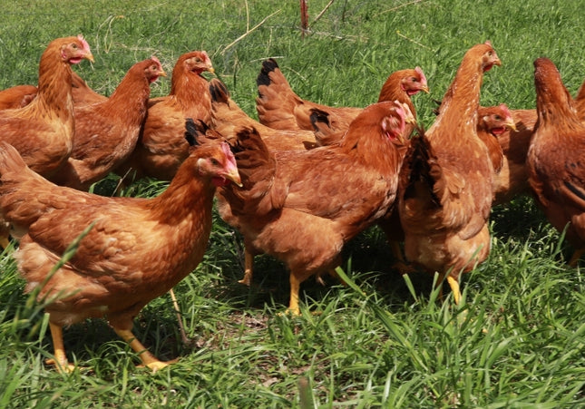 Premium Chicken Starter Pack