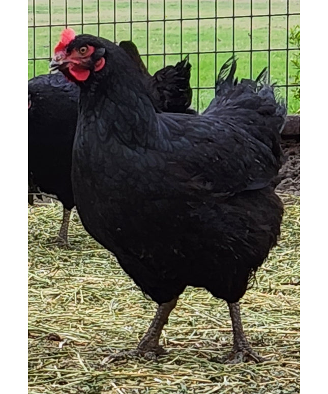 Black Australorp Pullets 4.5 Mo Old